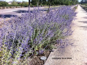 Perovskia 'Blue Spire'